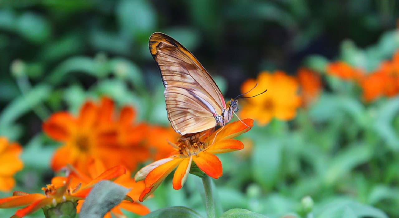 COMBO: Dubai Miracle Garden + Dubai Butterfly Garden Tickets - image 6